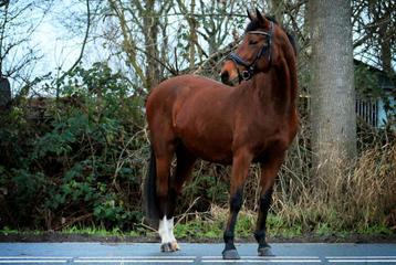 GEZOCHT SPRING EN RECREATIE PAARDEN  beschikbaar voor biedingen