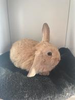 Nederlands hangoor dwerg konijntje (Isabella), Dieren en Toebehoren, Konijnen, Vrouwelijk, Dwerg, Hangoor, 0 tot 2 jaar