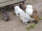 5 zijdehoenders, hennen, Dieren en Toebehoren, Pluimvee, Vrouwelijk, Kip