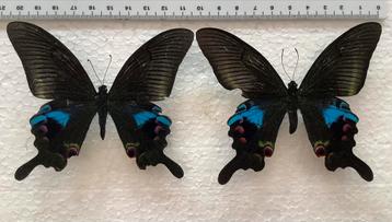 Papilio arcturus A- beschikbaar voor biedingen
