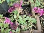 Sedum spurium is uitgebloeid, Ophalen, Bodembedekkers, Volle zon, Vaste plant