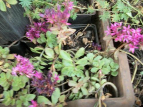 Sedum spurium is uitgebloeid, Tuin en Terras, Planten | Tuinplanten, Vaste plant, Bodembedekkers, Volle zon, Zomer, Ophalen