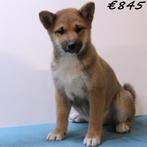 Shiba Inu (mannelijke pups) te koop, Dieren en Toebehoren, Honden | Poolhonden, Keeshonden en Oertypen, 15 weken tot 1 jaar, Buitenland