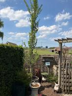 Ginko biloba Obelisk, Tuin en Terras, Planten | Bomen, Ophalen
