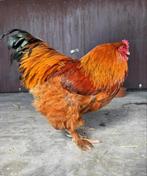 Haan