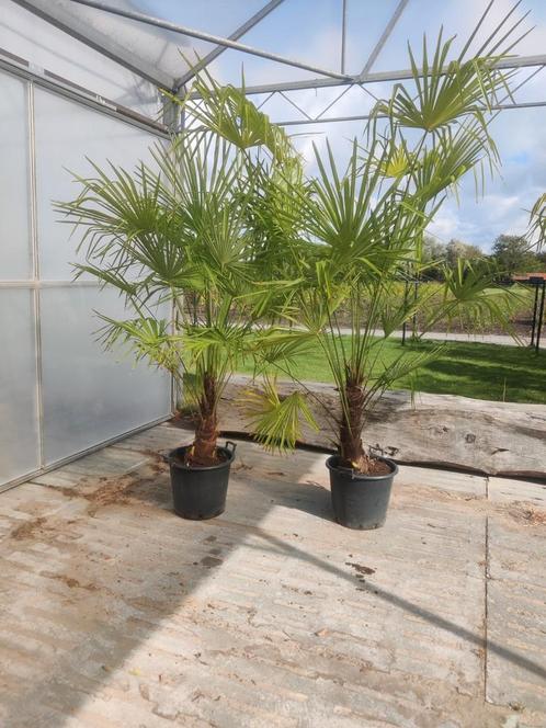 Trachycarpus fortunei (Chinese waaierpalm), Jardin & Terrasse, Plantes | Jardin, Mi-ombre, Enlèvement