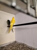 Verschillende jonge kakarikies 20€ per stuk, Dieren en Toebehoren