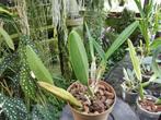 Orchidee plant, Epidendrum ciliare, Huis en Inrichting, Ophalen, Overige soorten, Halfschaduw, In pot