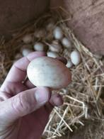 Khaki campbell eieren, Dieren en Toebehoren, Pluimvee