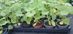 Planten, Tuin en Terras, Planten | Tuinplanten, Ophalen, Volle zon, Groenteplanten, Eenjarig