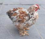 Jonge kriel Cochin, Dieren en Toebehoren, Pluimvee, Meerdere dieren