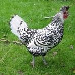 Appenzeller spitskuif kippen jonge hennen beschikbaar, Dieren en Toebehoren, Pluimvee, Vrouwelijk, Kip