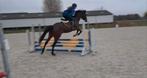 Recreatief paard voor gevorderde ruiter, Dieren en Toebehoren, Merrie