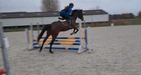 Recreatief paard voor gevorderde ruiter, Dieren en Toebehoren, Paarden, Merrie