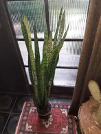 nr 3 ,  SANSEVERIA (vrouwentong), Enlèvement ou Envoi