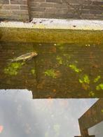 Koi te koop, Dieren en Toebehoren, Vissen | Vijvervissen, Karper of Koi