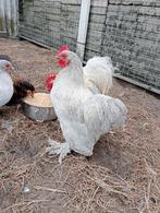 Cochin kriel haan, Dieren en Toebehoren