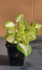 Siernetel coleus, Autres espèces, En pot, Moins de 100 cm, Enlèvement