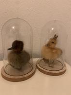Taxidermie eendenkuikentje onder stolp houten voet cadeautip, Antiek en Kunst, Ophalen of Verzenden