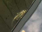 Doitsu Gin Matsuba Japanse koi, Dieren en Toebehoren, Karper of Koi