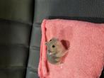 Russische dwerghamsters, Dieren en Toebehoren, Augustus, Meerdere dieren, Hamster