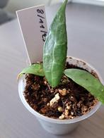 Hoya Lacunosa EPC-329, Huis en Inrichting, Kamerplanten, Overige soorten, Minder dan 100 cm, Halfschaduw, Bloeiende kamerplant