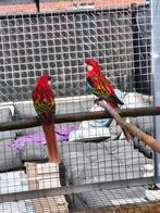 Rosella parkieten, Dieren en Toebehoren