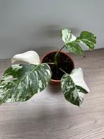 Monstera Variegata, Ophalen