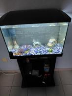 Aquarium van 70 liter, Enlèvement, Utilisé, Aquarium d'eau douce rempli