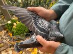 Mannelijke duif 2025 Barcelona Racers, Dieren en Toebehoren, Vogels | Duiven, Mannelijk, Postduif