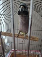 Derbyan praat, Dieren en Toebehoren, Vogels | Parkieten en Papegaaien, Tam