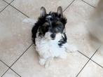 Biewer yorkshire terriër pup reu, Yorkshire Terriër, België, Fokker | Hobbymatig, Reu