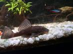 Plecos gratis afhalen, Dieren en Toebehoren, Vissen | Aquaria en Toebehoren, Ophalen, Nieuw, Overige typen