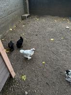 Zijdehoender x cochin kriel, Dieren en Toebehoren, Pluimvee