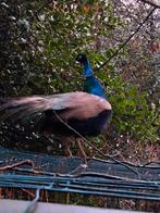 Blauwe pauw, Dieren en Toebehoren, Pluimvee