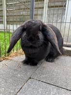 Franse Hangoor, Dieren en Toebehoren, Vrouwelijk, Middelgroot, Hangoor, 0 tot 2 jaar