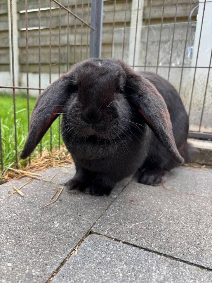 Franse Hangoor, Dieren en Toebehoren, Konijnen, Middelgroot, Vrouwelijk, 0 tot 2 jaar, Hangoor