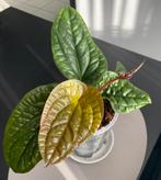 Anthurium luxurians x radicans, Huis en Inrichting, Kamerplanten, Ophalen