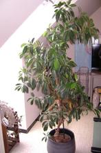 Ficusplant, Huis en Inrichting, Kamerplanten, Ficus, 150 tot 200 cm, Halfschaduw, Ophalen