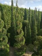 Buxus planten spiralen en figuren , Vaste plant, Overige soorten, Ophalen