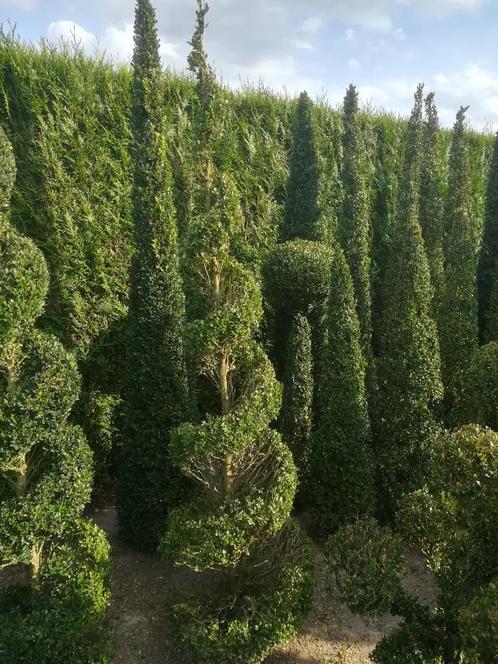 Buxus planten spiralen en figuren , Jardin & Terrasse, Plantes | Jardin, Plante fixe, Autres espèces, Enlèvement