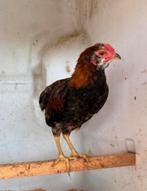 Araucana kriel haantje, Dieren en Toebehoren
