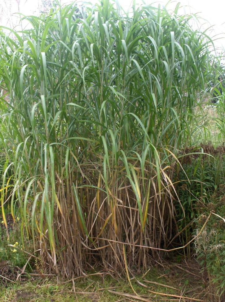 Graminée ornementale Miscanthus giganteus Roseau géant, Jardin & Terrasse, Plantes | Jardin, Plante fixe, Graminées ornementales