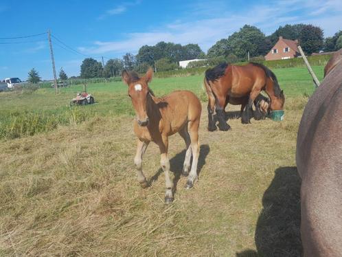 veulen, Animaux & Accessoires, Chevaux, Étalon, Non dressé, 0 à 2 ans, Cheval d'attelage