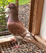 Koppel kleurpostduiven, Dieren en Toebehoren, Vogels | Duiven, Meerdere dieren, Postduif