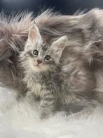 Maine coon kittens, Dieren en Toebehoren, Meerdere dieren, Gechipt, 0 tot 2 jaar