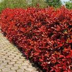 Photinia fraseri 'Robusta Compacta' Carré Rouge, Tuin en Terras, Ophalen, Struik