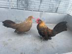 Jonge hollandse krielen, Dieren en Toebehoren, Pluimvee