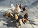 Sabelpootkrielen, Dieren en Toebehoren, Pluimvee, Meerdere dieren, Kip