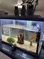 Compleet aquarium incl vis en accessoires, Ophalen, Zo goed als nieuw